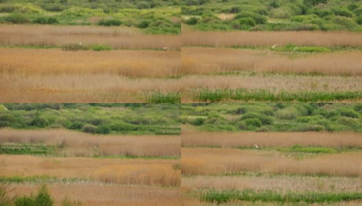 白俄罗斯的动物群。两大白鹭或Ardea Alba，也被称为白鹭，大白鹭，或大白鹭或大白鹭鸟类飞行附近的江塘湖在春天的季节高清在线视频素材下载