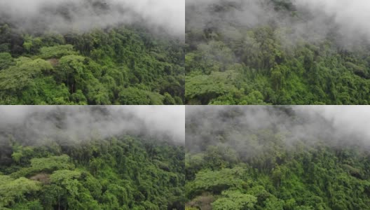 雨后的雨林丛林笼罩着薄雾。鸟瞰图的热带森林在山。一架无人机飞过热带雨林的树梢。高清在线视频素材下载