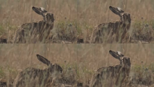 欧洲野兔(Lepus europaeus)，也称为棕色野兔，产于俄罗斯高清在线视频素材下载