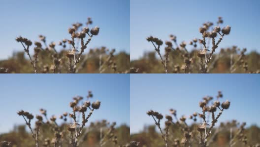 在秋天的田野里，夕阳下晒干的棕色花植物的特写镜头。平静自然的背景高清在线视频素材下载