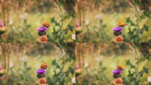 蝴蝶在花上的特写高清在线视频素材下载
