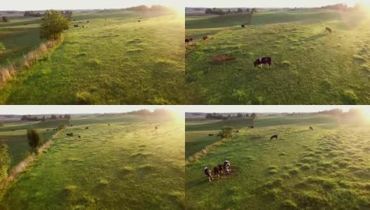 日出时牧场上的空中牛群高清在线视频素材下载