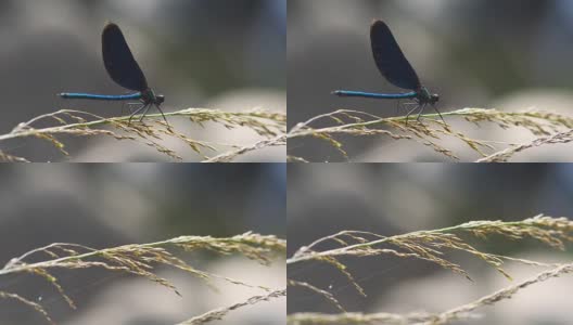 蜻蜓不耐烦地站在草坪上高清在线视频素材下载