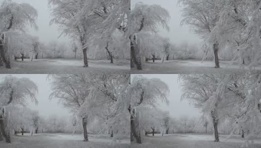 白雪覆盖的山空地。多风多雾的天气。树木和灌木上覆盖着一层厚厚的霜高清在线视频素材下载