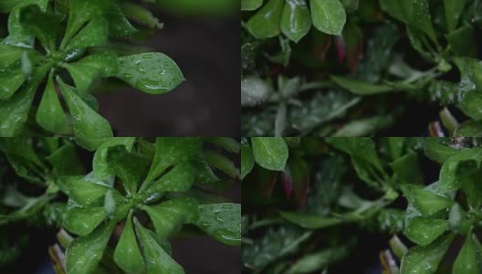 雨滴落在树叶上，雨后是大自然的清新高清在线视频素材下载