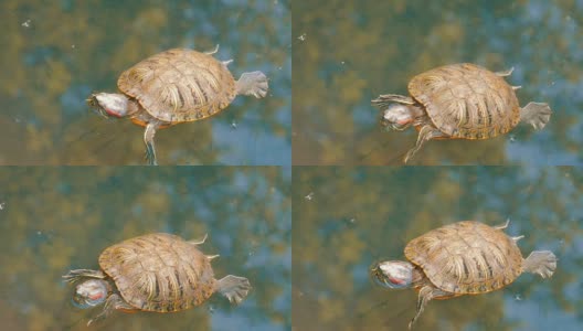 红腹龟和其他乌龟一起在池塘里游泳高清在线视频素材下载