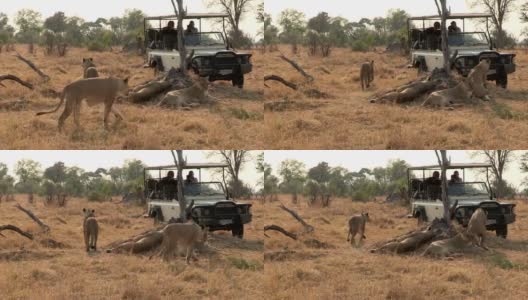 博茨瓦纳，游客们坐在狩猎车上观赏狮群高清在线视频素材下载