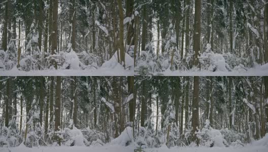 冬天的森林，树木和小雪飘落高清在线视频素材下载