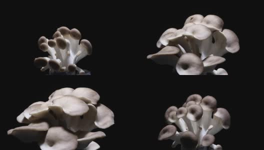 蘑菇生长时间流逝黑色背景DCI4K高清在线视频素材下载