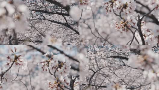 樱花的花高清在线视频素材下载