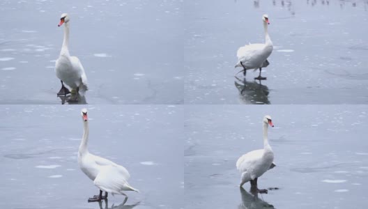 折断翅膀的天鹅在冰上行走高清在线视频素材下载