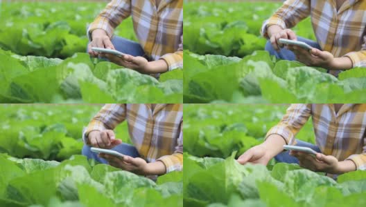农民利用技术检测有机蔬菜的质量高清在线视频素材下载