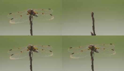 四斑羚(Libellula quadrimaculata) -兴安自然保护区高清在线视频素材下载