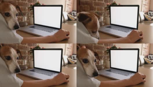 作物自由职业者与狗使用笔记本电脑在家里高清在线视频素材下载