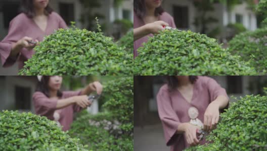 修剪福建茶树的妇女高清在线视频素材下载