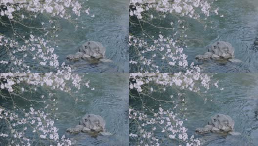 樱花开满河面高清在线视频素材下载