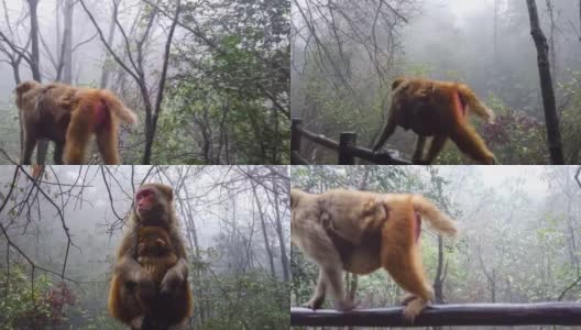 许多猕猴生活在中国的张家界高清在线视频素材下载