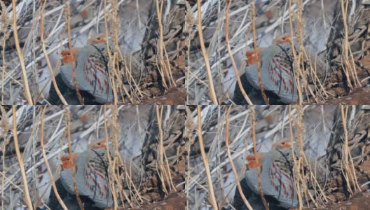 一群鸟-灰鹧鸪(Perdix Perdix)休息在一块解冻的干草地上。高清在线视频素材下载