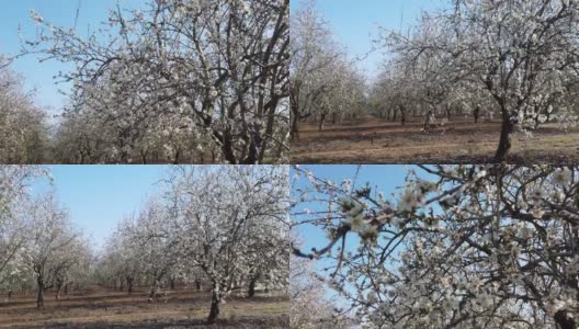 盛开的杏树在春天。杏仁树枝。高清在线视频素材下载