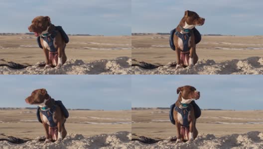 红鼻子斗牛犬背着一个背包高清在线视频素材下载