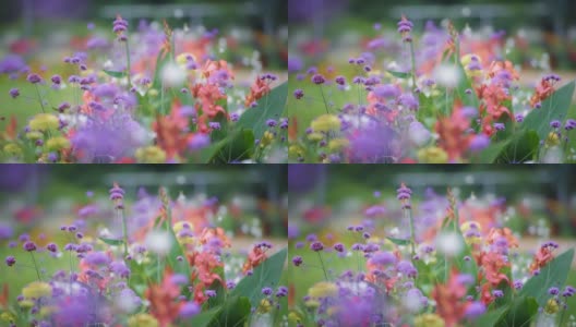 盛开着鲜艳的花朵高清在线视频素材下载