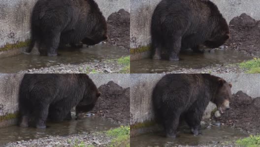 大黑熊沿着一堵墙在一个小水坑里寻找食物。高清在线视频素材下载