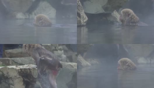 一只野生猴子进入温泉的慢镜头。猕猴属fuscata池高清在线视频素材下载