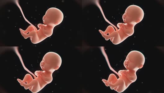 婴儿3d渲染，胎儿x光内，3d插图(4096*2160)高清在线视频素材下载