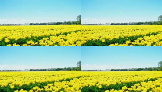 荷兰，一个美丽的春日，田野里的黄色郁金香高清在线视频素材下载