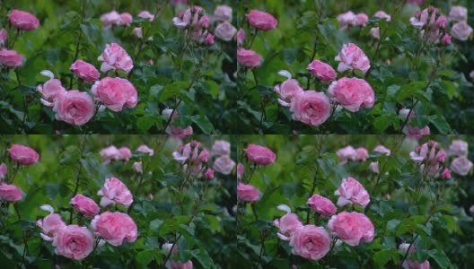露珠玫瑰高清在线视频素材下载
