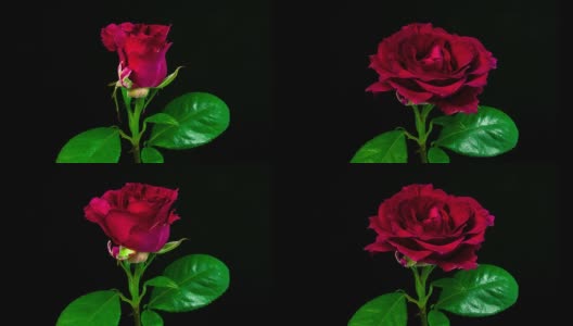 红玫瑰盛开的时间流逝高清在线视频素材下载