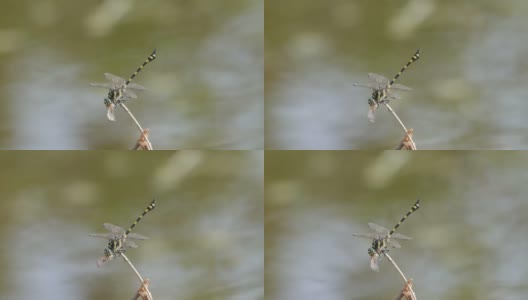 普通翼尾蜻蜓以其他昆虫为食高清在线视频素材下载