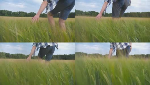 男人的手在田里移动着小麦。绿草如茵的草地，夏日里人们用手抚摸着种子。一个家伙穿过麦田。慢镜头高清在线视频素材下载