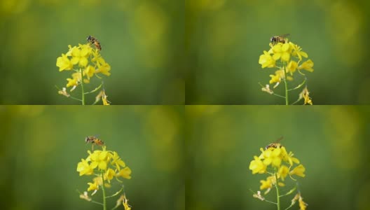 蜜蜂从芥菜花蜜中采集花蜜的慢动作。高清在线视频素材下载