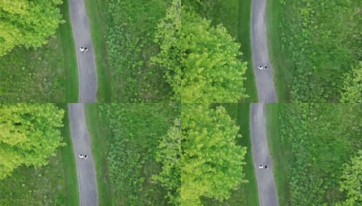加拿大渥太华夏季森林鸟瞰图高清在线视频素材下载