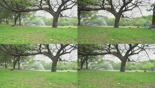 格林公园里的大树高清在线视频素材下载