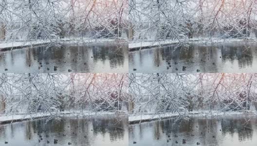 美丽的冬季贺卡与慢镜头雪花第一雪在城市公园，鸭子在一个结冰的池塘和树木覆盖雪高清在线视频素材下载