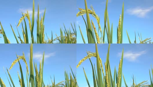近距离观察:在晴朗的秋日，美丽的成熟水稻作物映衬着湛蓝的天空高清在线视频素材下载