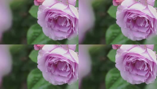 美丽的粉红色玫瑰和落下的雨滴。高清在线视频素材下载