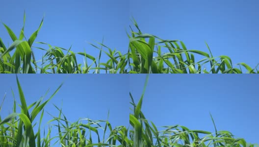 蓝天上小麦头的慢动作高清视频高清在线视频素材下载