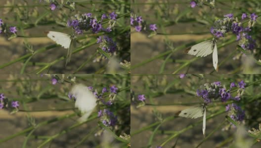 淡紫色花上的白蝴蝶高清在线视频素材下载