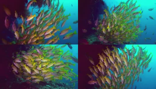一群在暗礁上觅食的热带鱼。高清在线视频素材下载