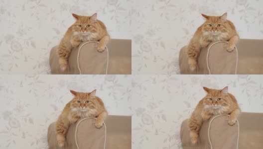 可爱的姜黄色小猫躺在沙发的扶手上。摄像机里毛茸茸的宠物。舒适的家庭背景高清在线视频素材下载