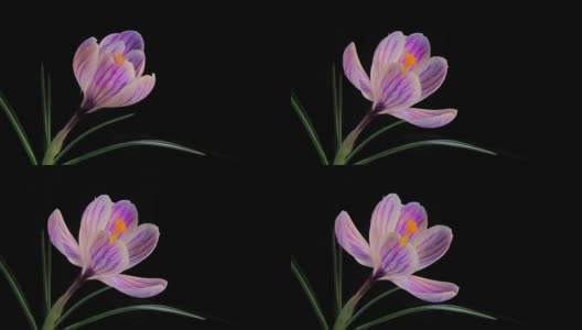 Flower Blooming Timelapse高清在线视频素材下载