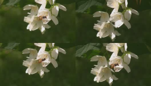 小黄蜂在茉莉花上高清在线视频素材下载