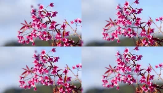 美丽的野生喜马拉雅樱花树(樱)或泰国樱花盛开在清迈，泰国高清在线视频素材下载