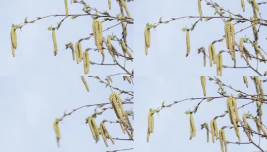 Buds of birch in spring高清在线视频素材下载