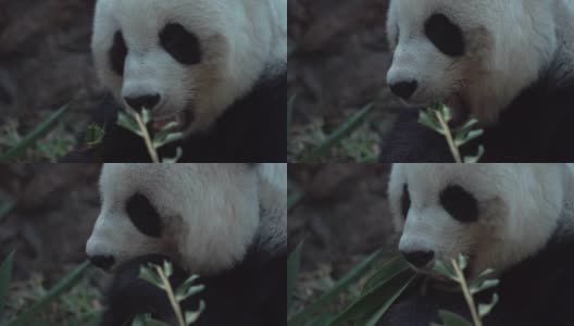 熊猫在吃食物，近距离看。高清在线视频素材下载