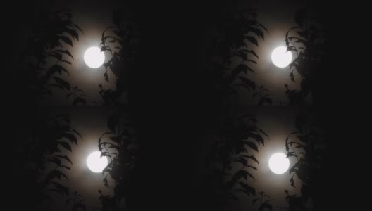 月圆之夜，树木剪影高清在线视频素材下载