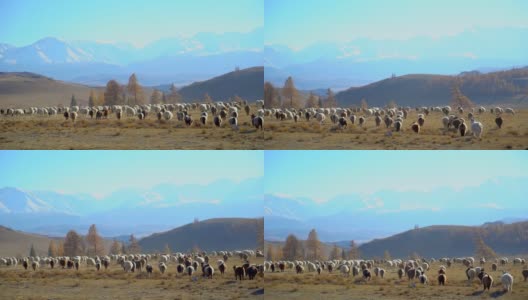 一大群羊在山峦间奔跑、奔跑高清在线视频素材下载